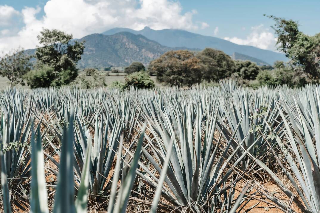 Unheard Stories Behind Top 3 Spirits from Around the World